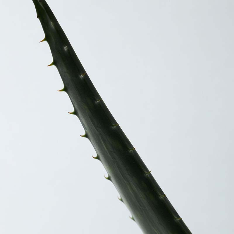 Aromatica Soothing Aloe Vera Gel