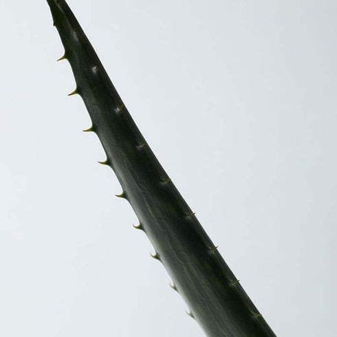 Aromatica Soothing Aloe Vera Gel