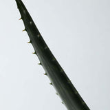 Aromatica Soothing Aloe Vera Gel
